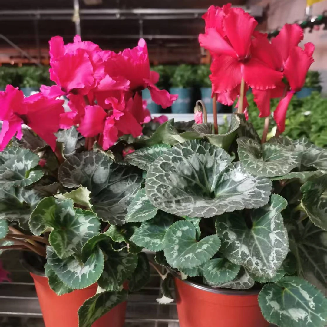 【2盆组合装】仙客来大盆花期长室内盆栽