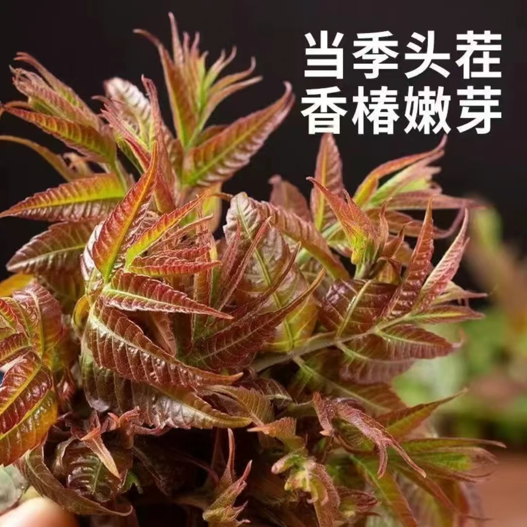 【香椿芽】农户自采的香椿芽500克