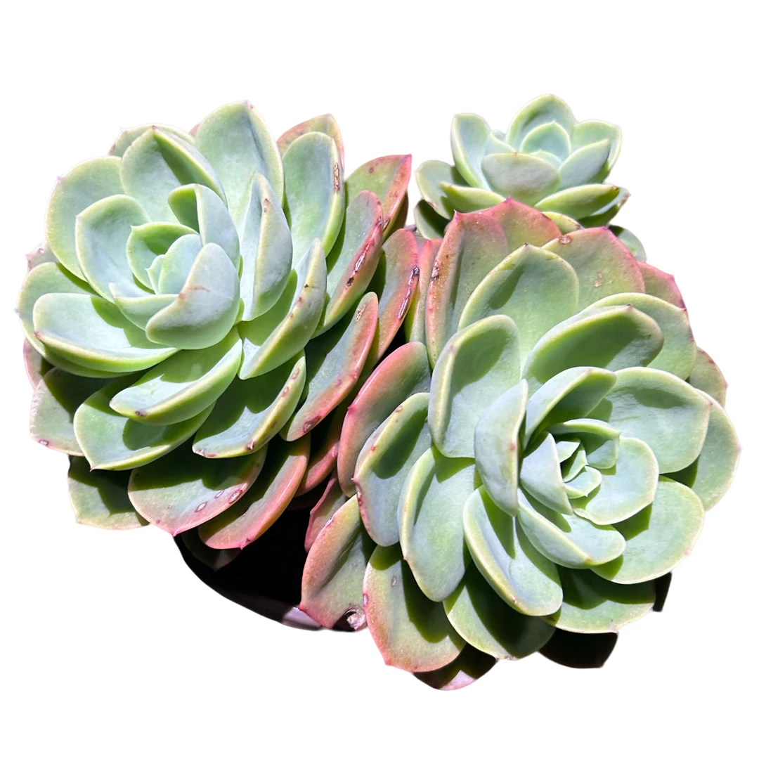 哈密瓜带盆土 多肉植物室内绿植净化空气