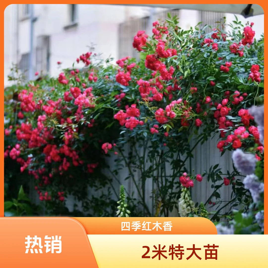 双12【1.8-2米大苗】四季红木香花苗爬藤植物耐寒木香蔷薇庭院月季
