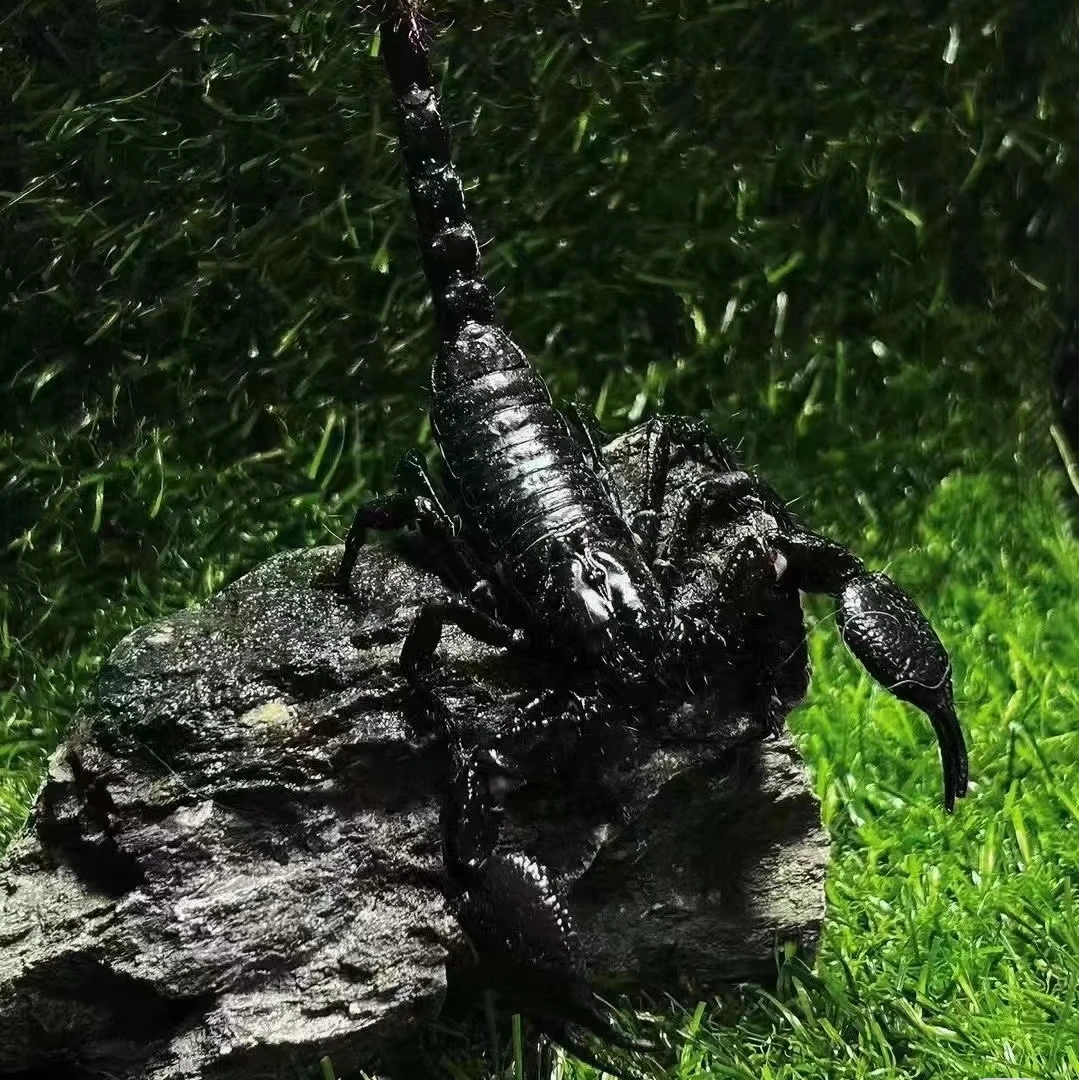 蛛门/亚洲雨林蝎大个宠物黑蝎子活体温顺无毒可上手爬虫送包活
