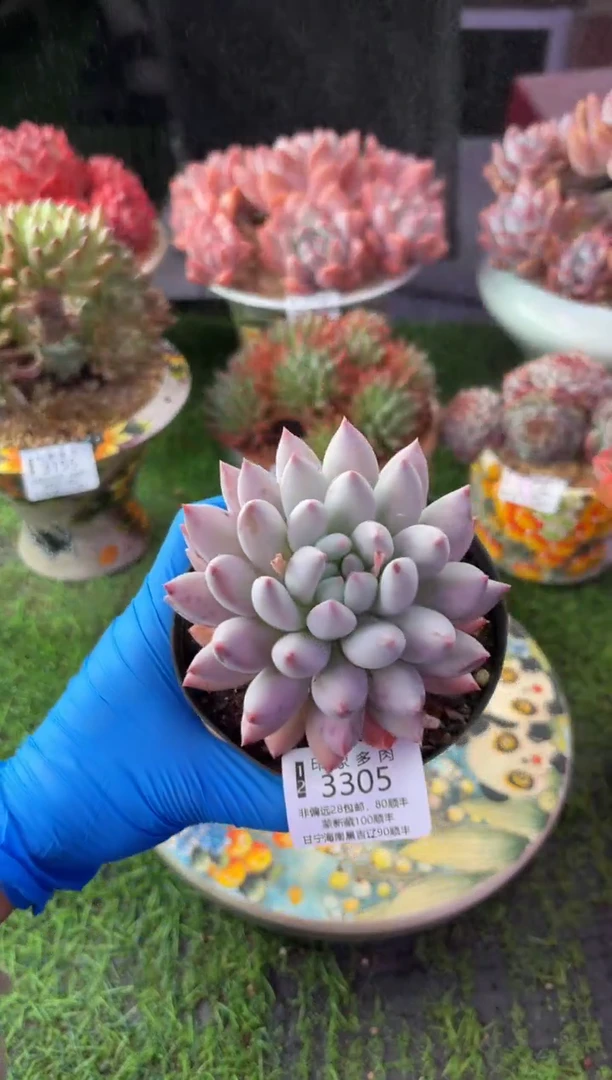 昆明印象多肉3305