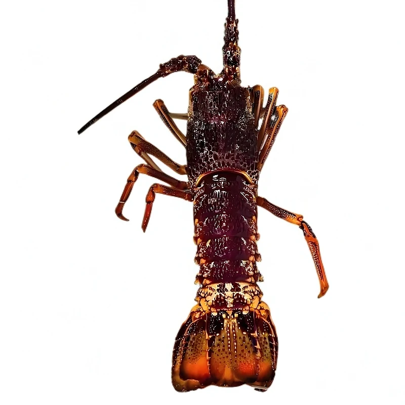 活鲜澳洲大龙虾压冰发货保质保量保鲜