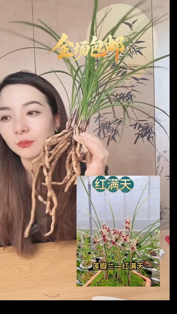 当前无花栽培后可以开花：红满天