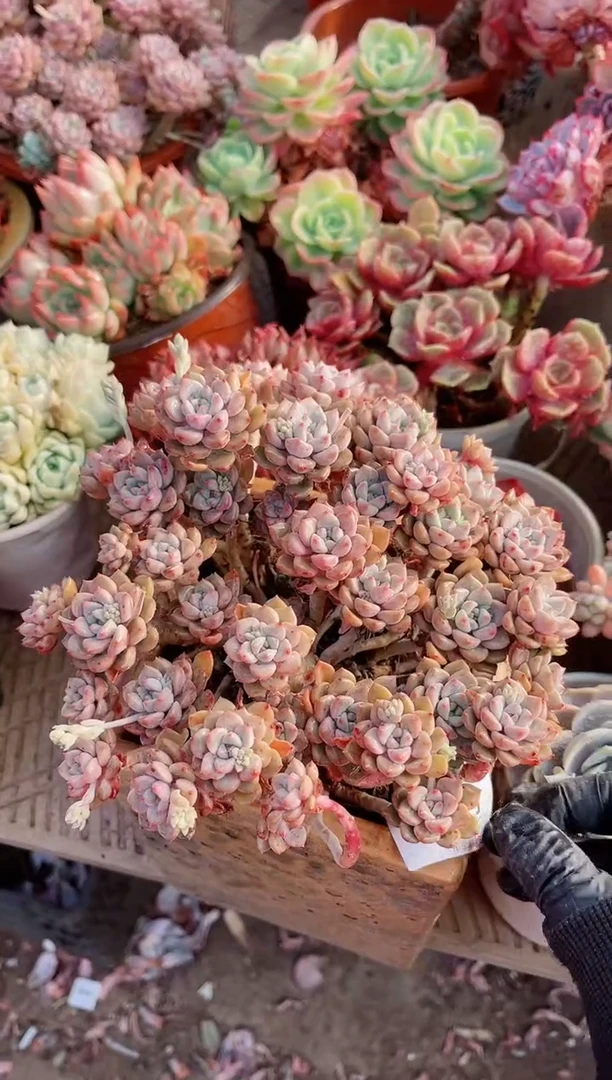 【闪购商品】05235