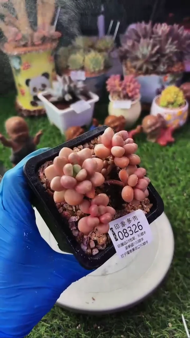 昆明印象多肉08326