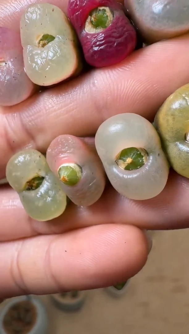 【闪购商品】1/24-99 彩虹O泡一颗