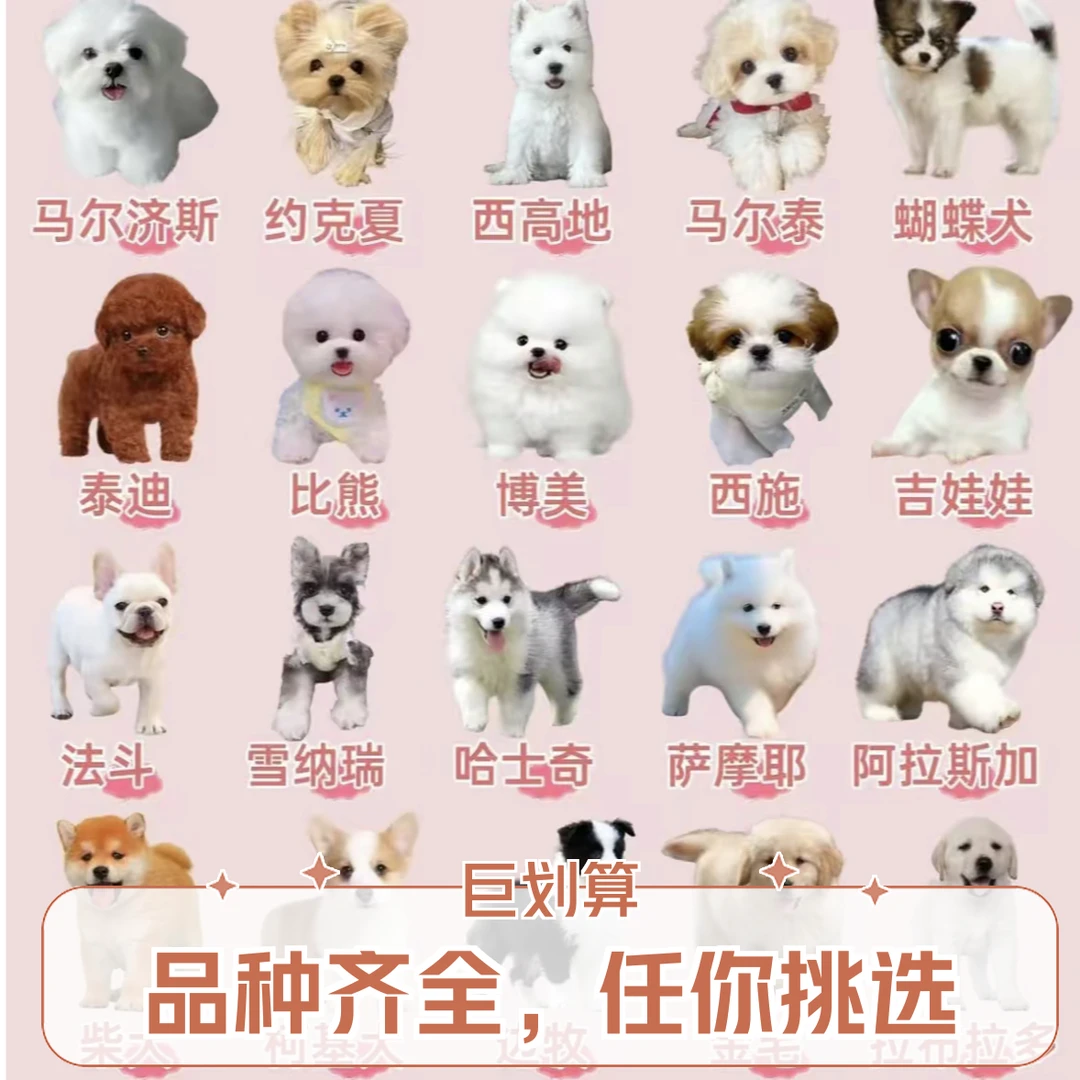 金毛 萨摩耶 边牧 泰迪 柯基 阿拉斯加 杜宾 博美 比熊 拉布拉多