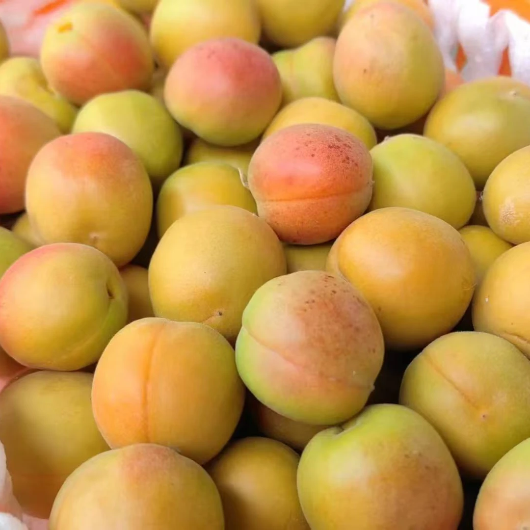 空运新疆阿克苏吊干杏 肉质如蜜 礼盒装