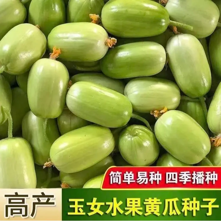 新疆包邮【玉女黄瓜种子】家庭阳台小院盆栽地栽四季种植