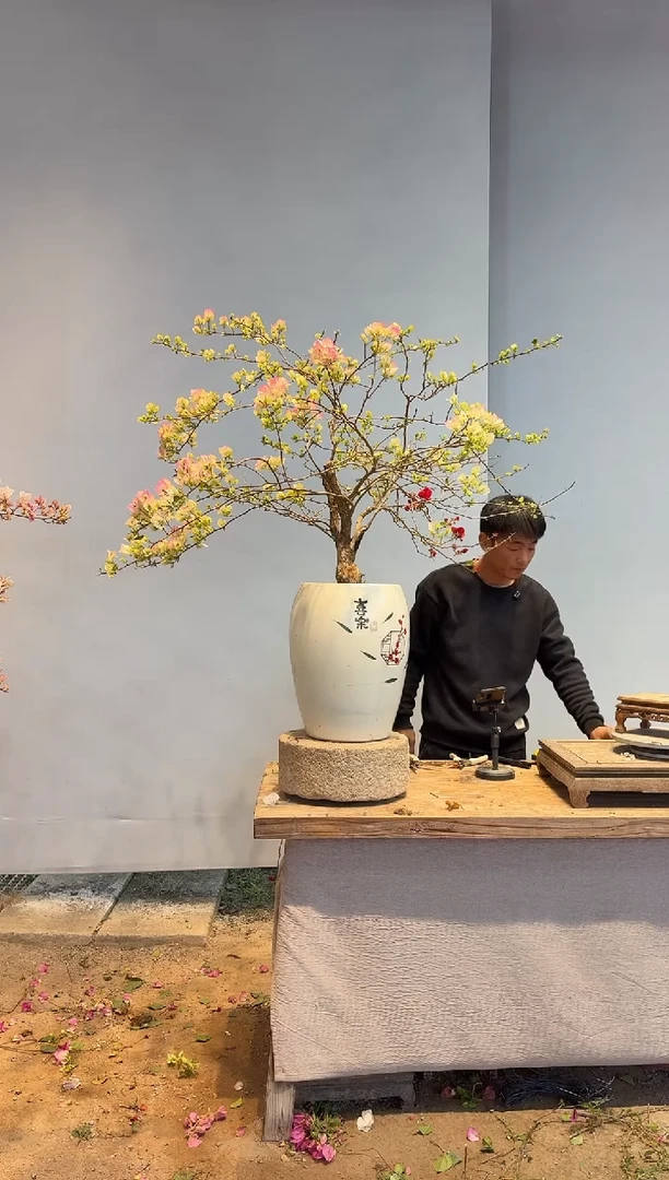 以实际为准三角梅63