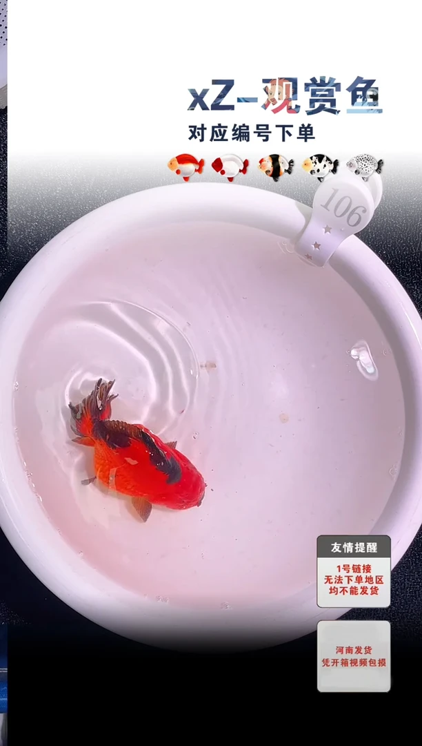 金鱼包装必拍未拍顺丰京东到付106号