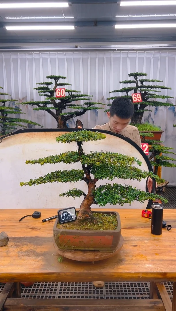 【闪购商品】紫砂精品盆景直播间一物一拍