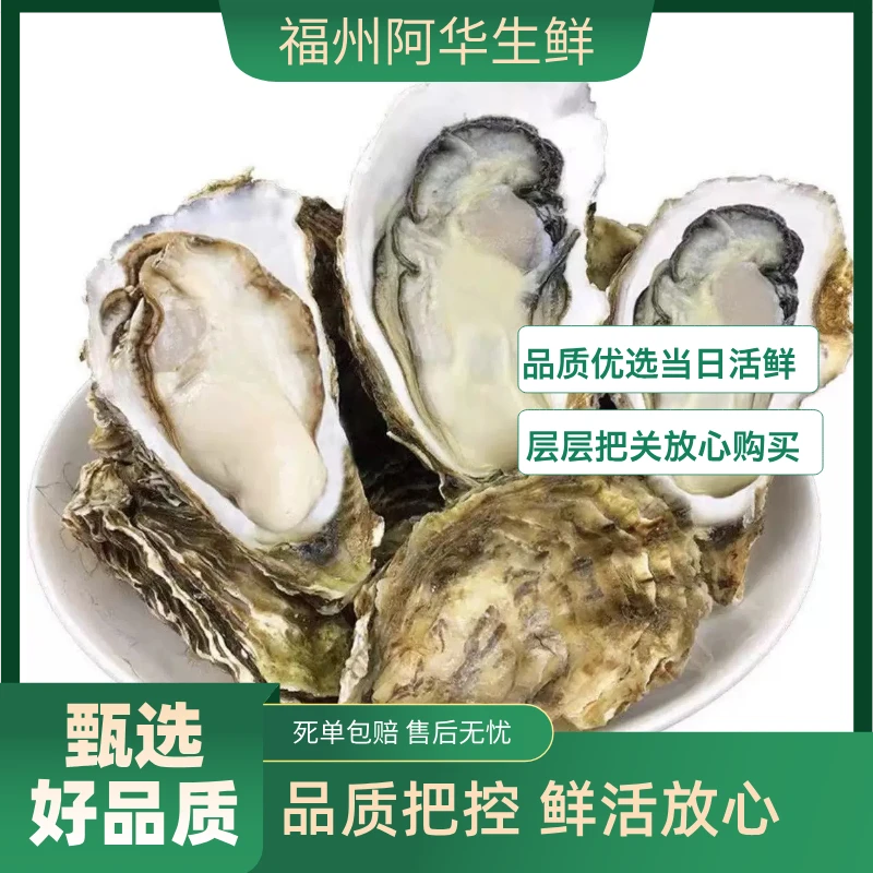 【鲜活】乳山生蚝3kg（  15-20个）