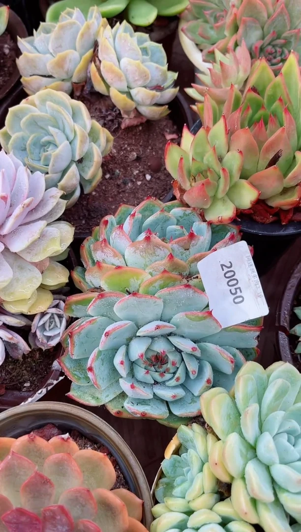 淡*色20050多肉植物一物一拍