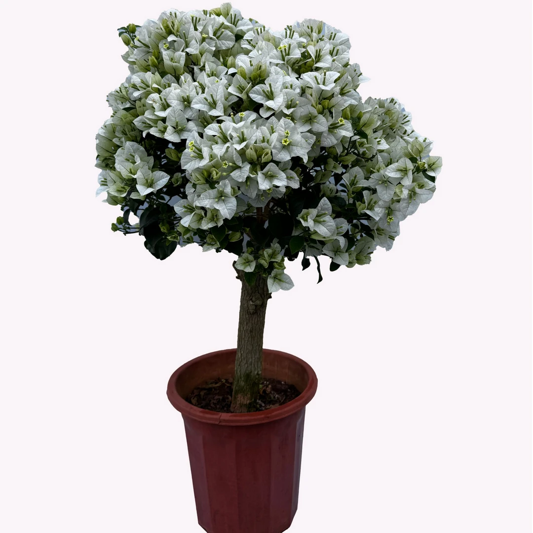 1号A链接-开播福利-三角梅一物一拍，会掉花掉叶介意慎拍