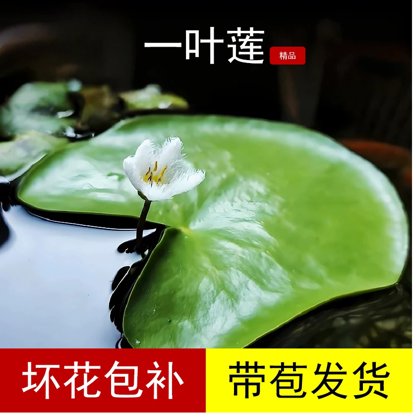 （精品）一叶莲绿植水培植物室内阳台四季开花可鱼缸造景水生花卉