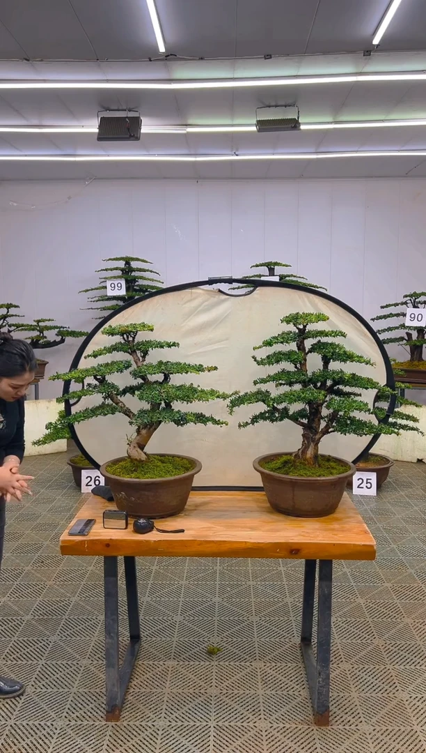 无花朵黄***＂一物一拍一物一拍