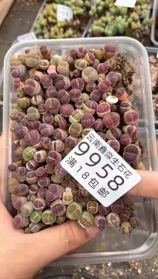 9958特价紫色切糕微瑕