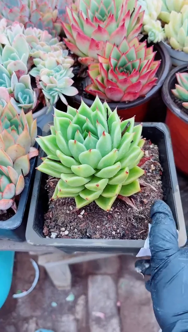 海*多肉植物一物一拍04105