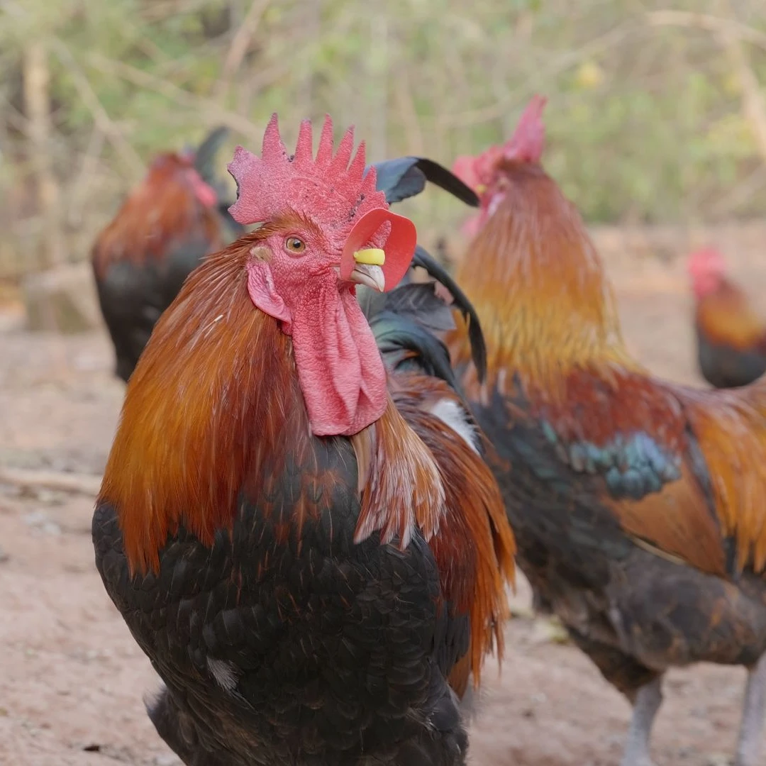 【助农产品】农家乌鸡