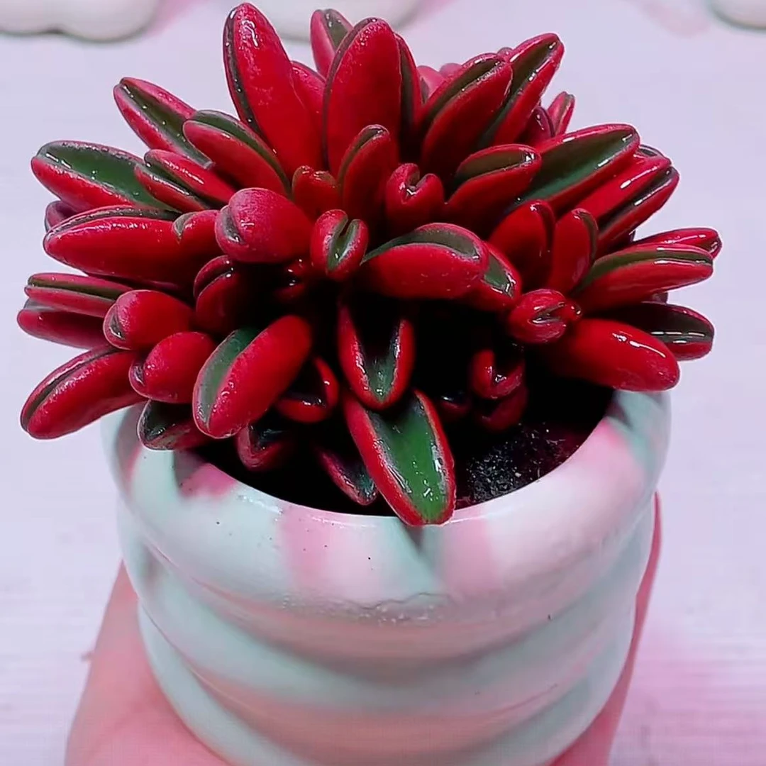 【满18元包邮】红背椒草多肉植物大盆10cm【带塑料盆】