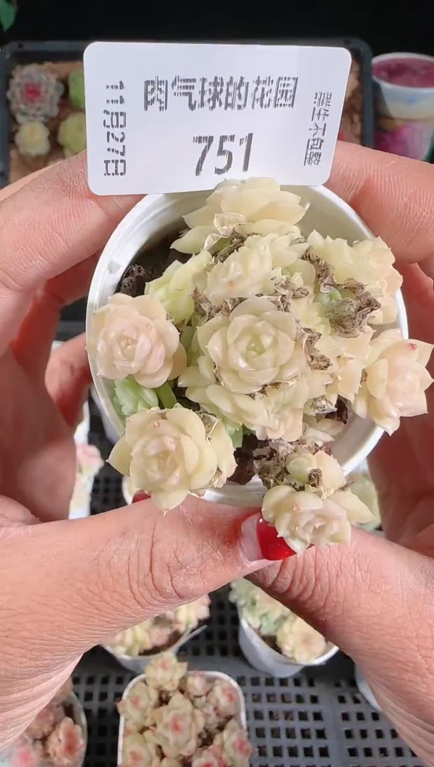 1127-751群生不包整