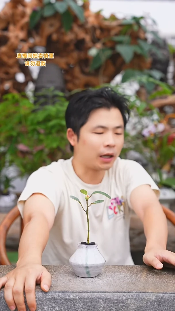 当前无花栽培后可以开花小盼菩提纸257+