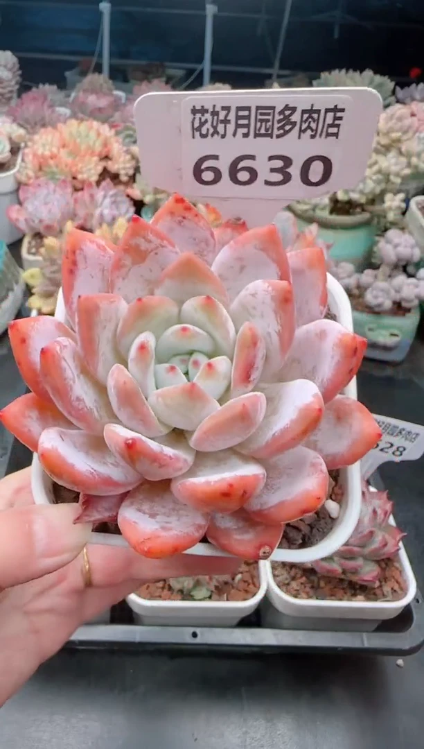 【闪购商品】6630梦雪