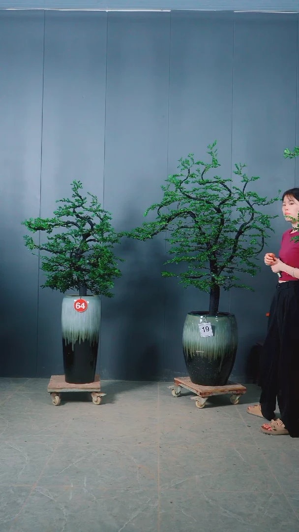无花朵用****164号广东小叶紫檀