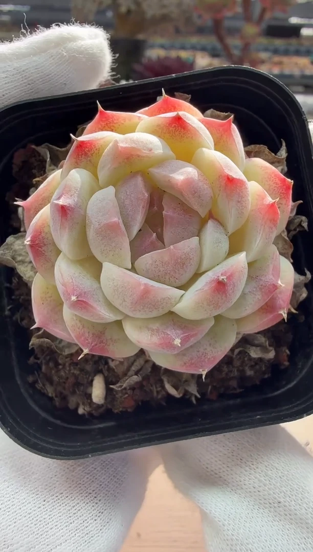 东云多肉园二店-19