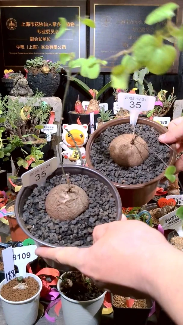 35号1224福利南非龟甲龙买一送一