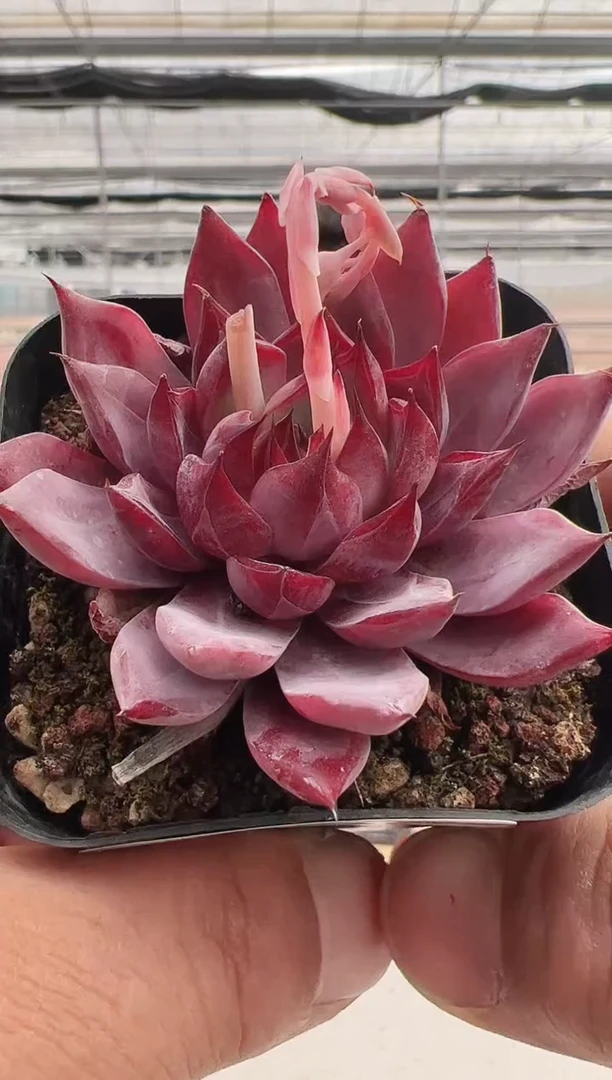 【闪购商品】紫霞仙子-6