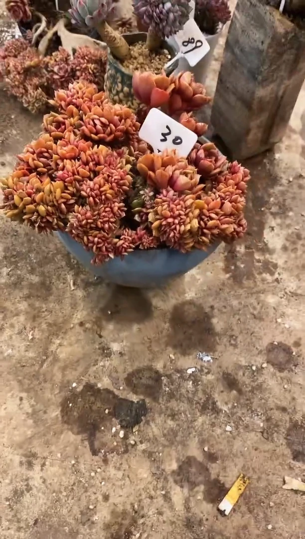 【闪购商品】30号￥39