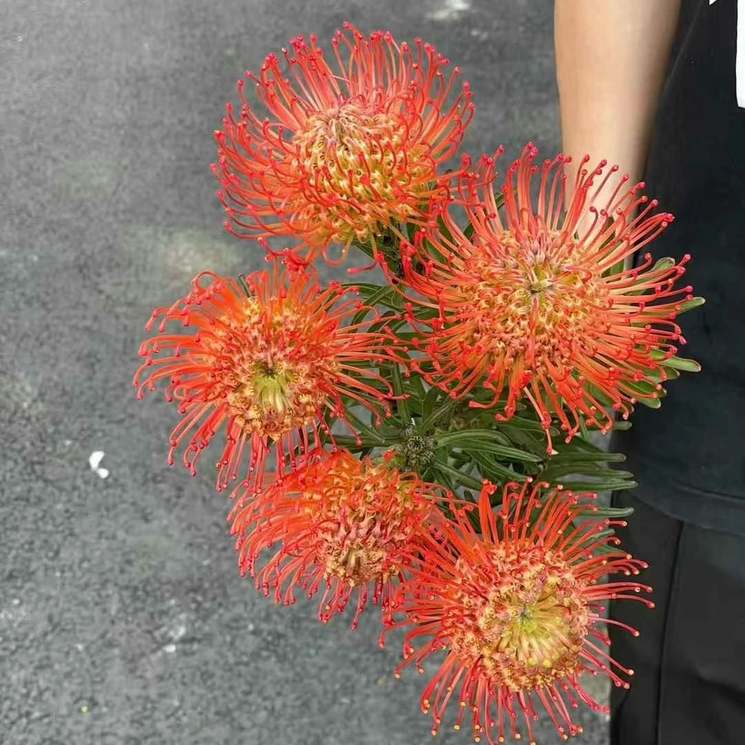 【南非进口针垫花】犹如烟花绽放 仙女散花花板高级品质的鲜花