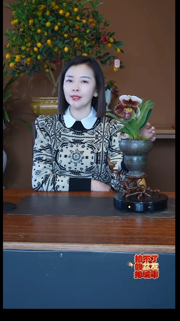 全部花朵兜兰盆景盆景