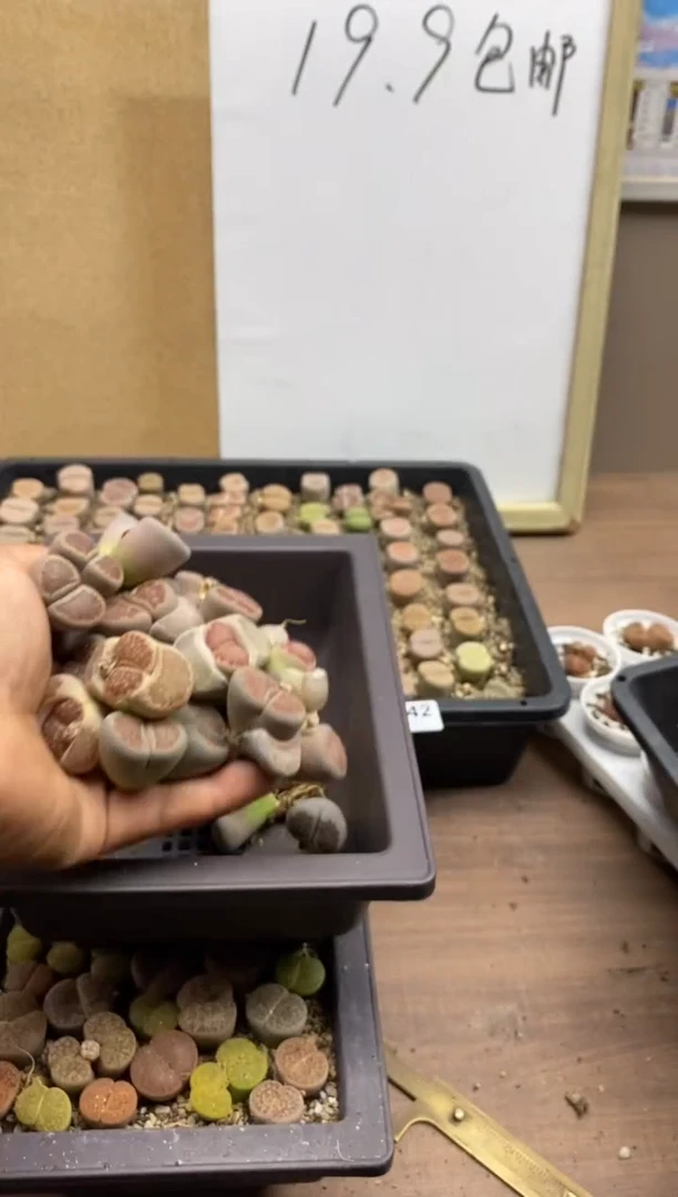 0156直播一物一拍