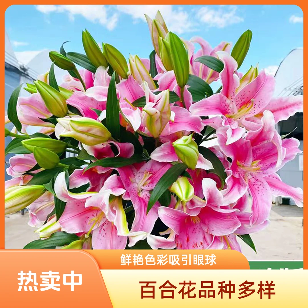 重瓣香水百合花盆栽带芽浓香型庭院阳台花卉耐寒绿植