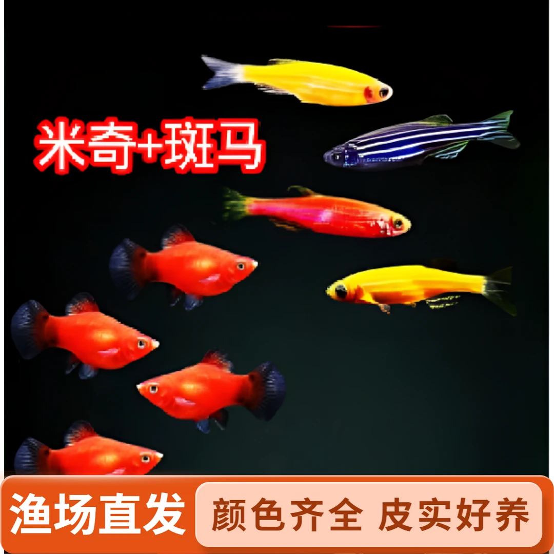 斑马鱼红米奇鱼小型淡水热带观赏鱼好养耐活B娃娃鱼