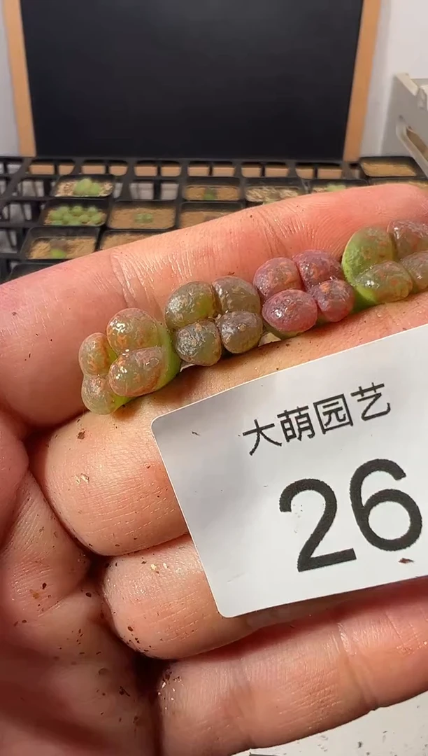 一物一拍         26