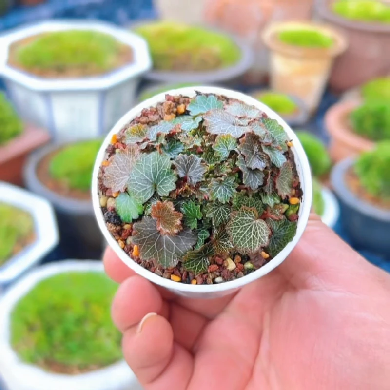 迷你日本姬虎耳草药用观赏七变化御锁车虎耳草苗姬虎儿植物绿植