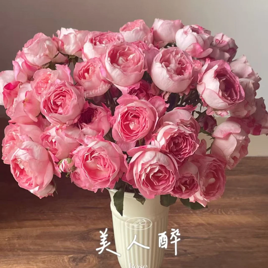 美人醉多头玫瑰 云南鲜花 家庭插花【全场任意四单顺丰包邮】