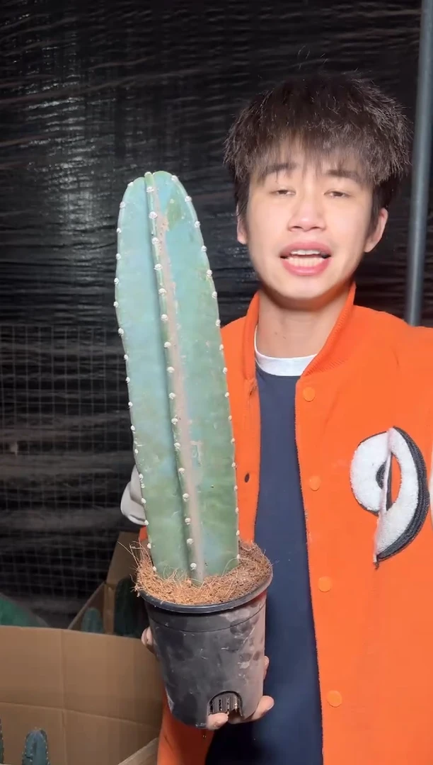 【带盆土】20cm+ 量天尺