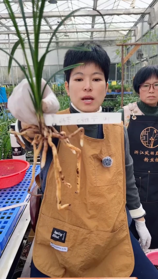 当前无花朵，栽培后可花朵何*宋梅。。。何芩