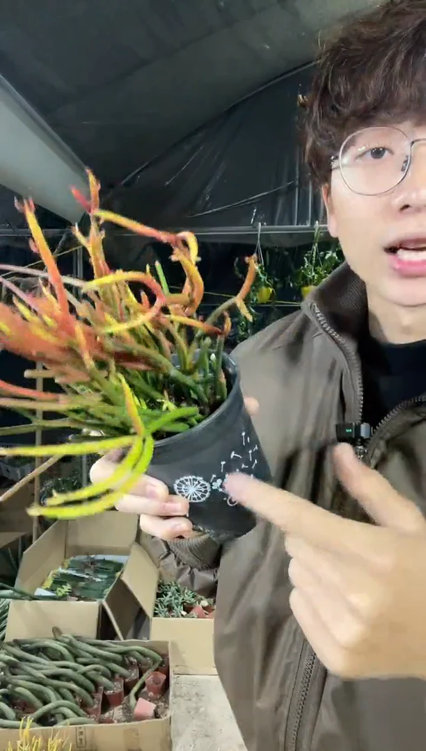 【闪购商品】红珊瑚带盆土12.8