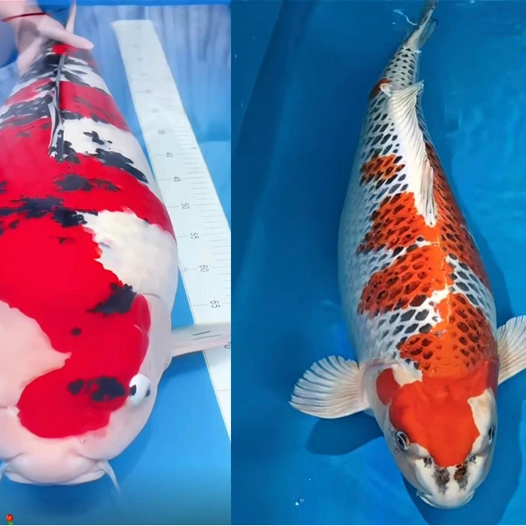 锦鲤活体红白大正昭和三色冷水鱼观赏鱼