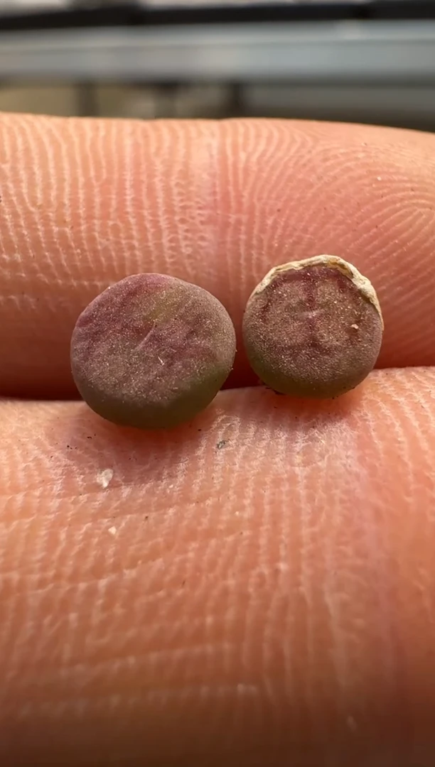 美丽的肉石头（25-31）-85