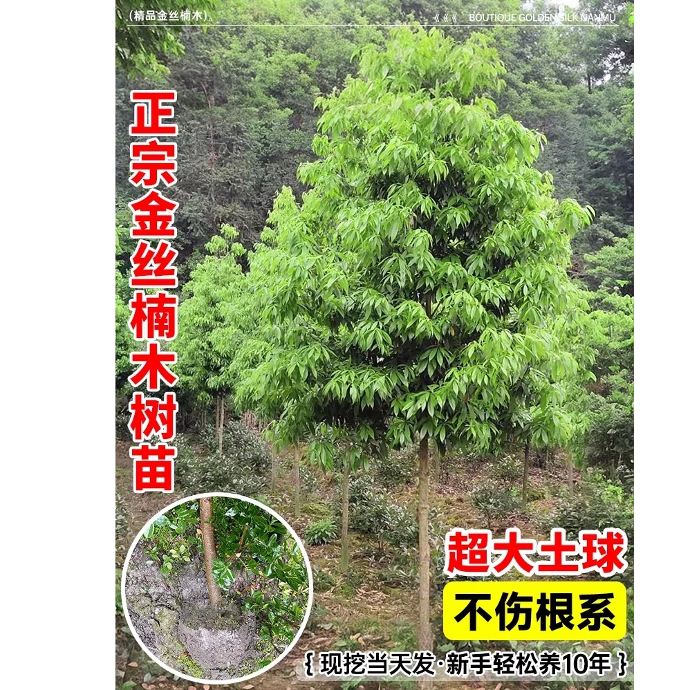 金丝楠木树苗正宗十大庭院名贵小叶桢楠木树苗盆栽南北方种植大树