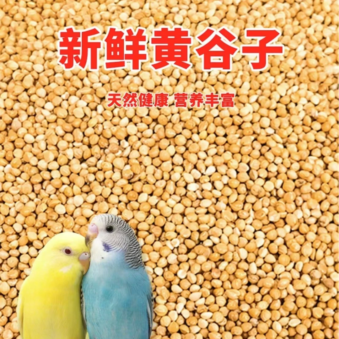 鹦鹉专用粮新鲜黄谷子