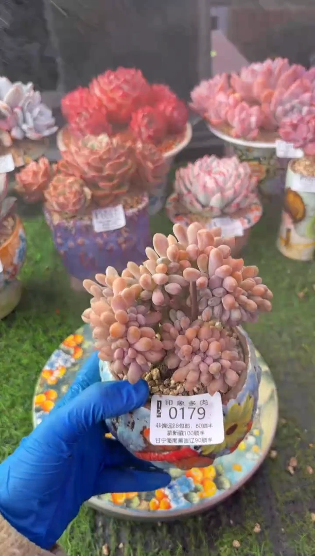 昆明印象多肉0179